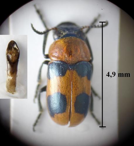Coptocephala rubicunda